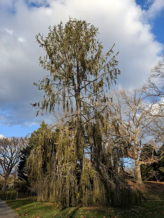 Benenson Ornamental Conifers, NYBG Picture 1