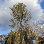 Benenson Ornamental Conifers, NYBG