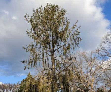Benenson Ornamental Conifers, NYBG