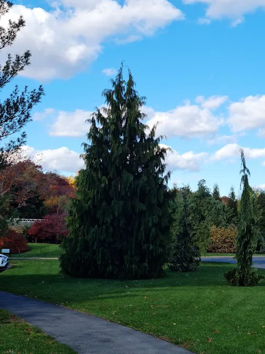 Benenson Ornamental Conifers, NYBG Picture 3