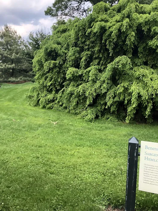 Benenson Ornamental Conifers, NYBG Picture 9