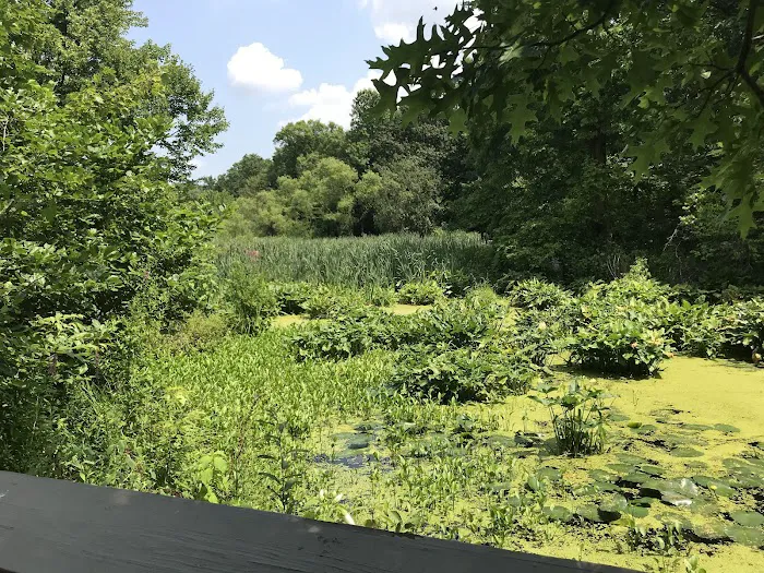 Mitsubishi Wild Wetland Trail Picture 7