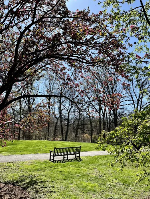Daffodil Hill Picture 5