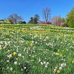 Daffodil Hill