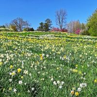 Daffodil Hill ico