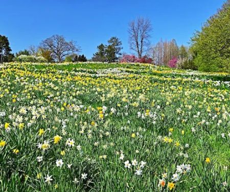 Daffodil Hill