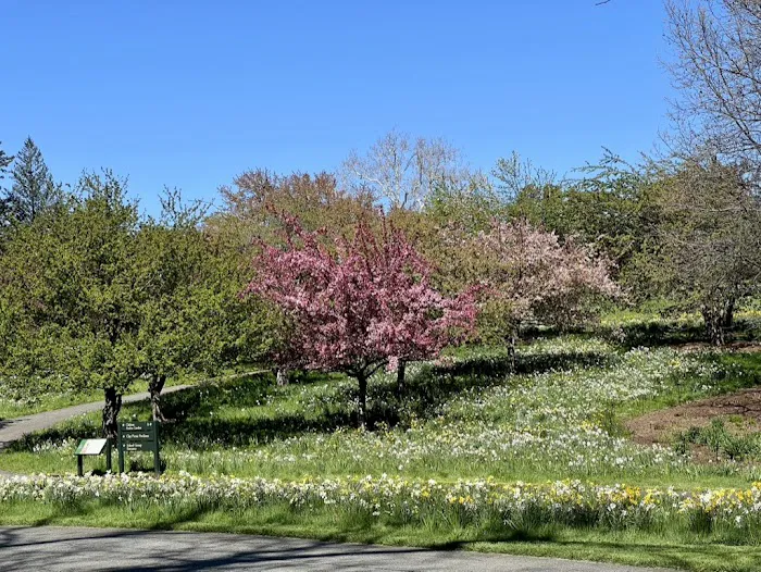 Daffodil Hill Picture 8