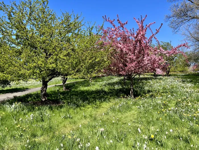 Daffodil Hill Picture 9