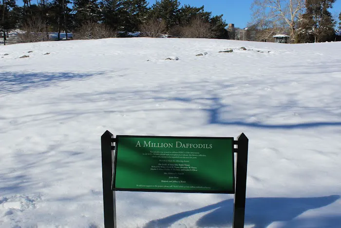 Daffodil Hill Picture 10