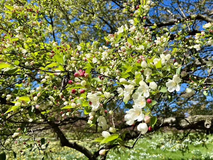 Daffodil Hill Picture 7