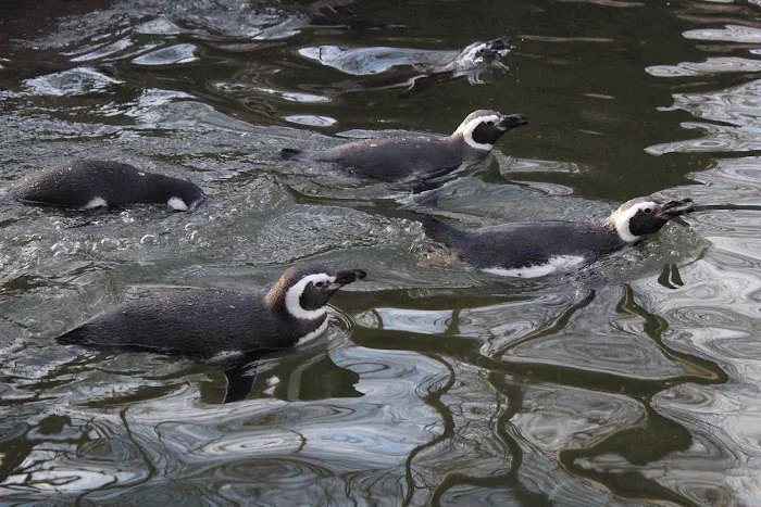Sea Bird Aviary Picture 9