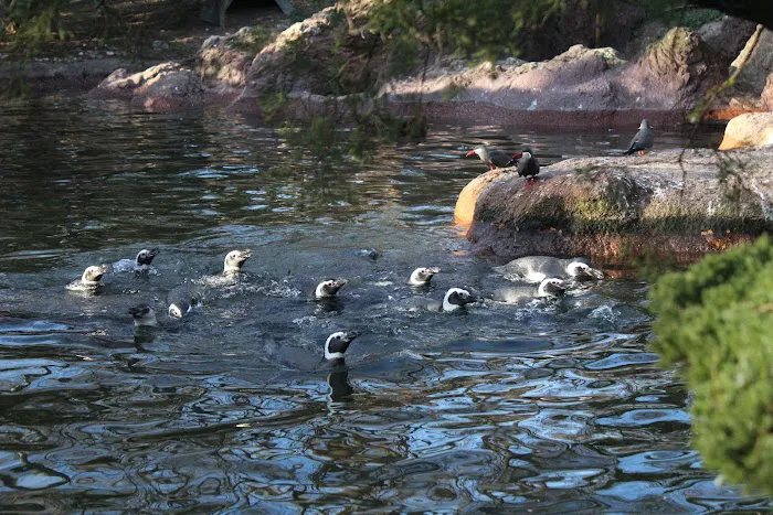 Sea Bird Aviary Picture 8