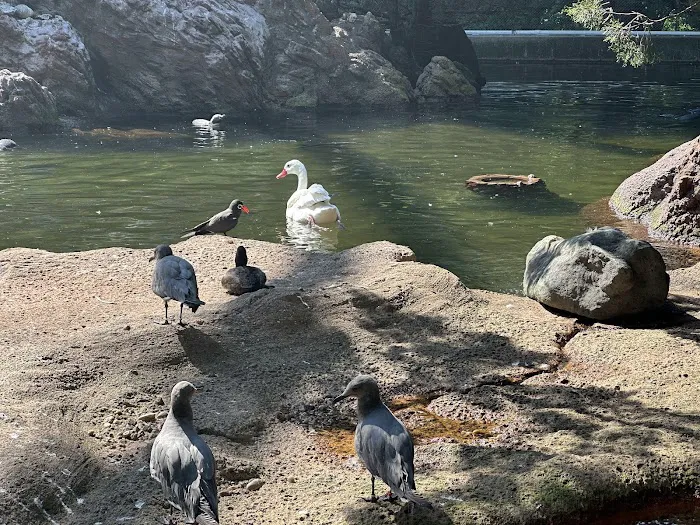 Sea Bird Aviary Picture 10