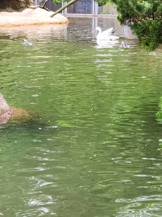 Sea Bird Aviary Picture 6