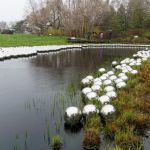 Native Plant Garden, NYBG
