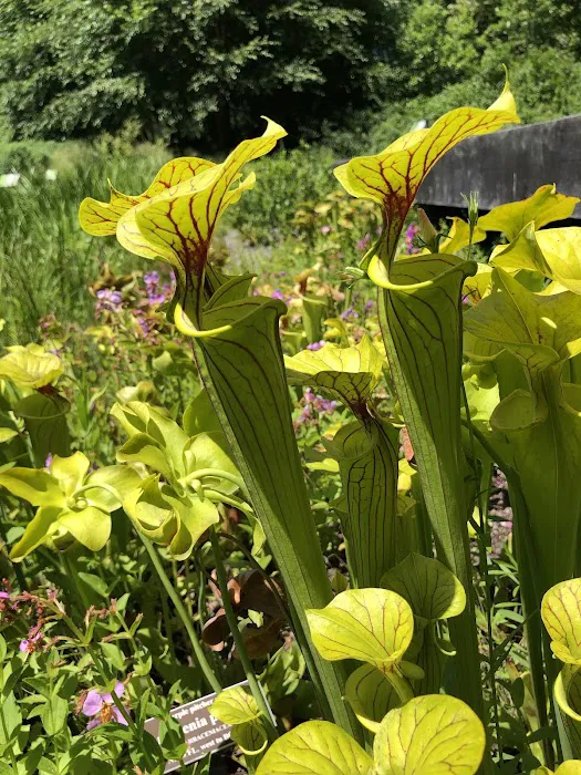 Native Plant Garden, NYBG Picture 7