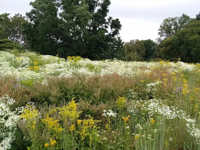 Native Plant Garden, NYBG Picture 3