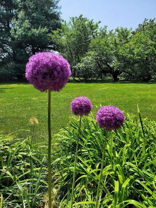 Ross Conifer Arboretum Picture 9