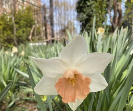 El Jardín de Hunts Point