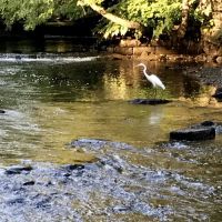 Drew Gardens / Educational and Recreational/Oasis ico
