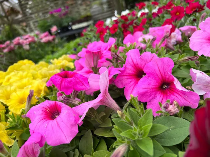 Bayberry House & Garden Center Picture 9
