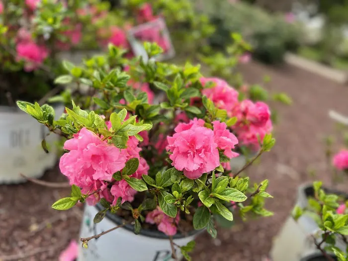 Bayberry House & Garden Center Picture 1