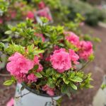 Bayberry House & Garden Center