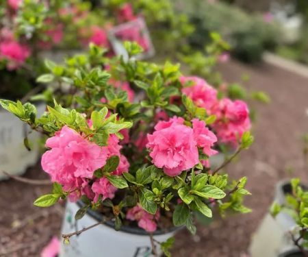 Bayberry House & Garden Center