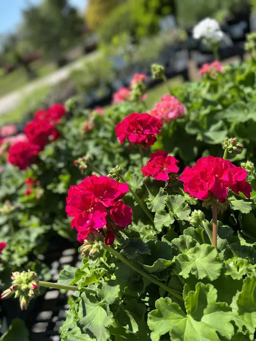 Bayberry House & Garden Center Picture 6