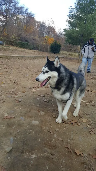K9 Korral Dog Run Picture 8