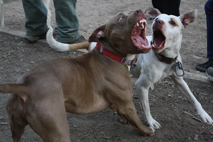 K9 Korral Dog Run Picture 9