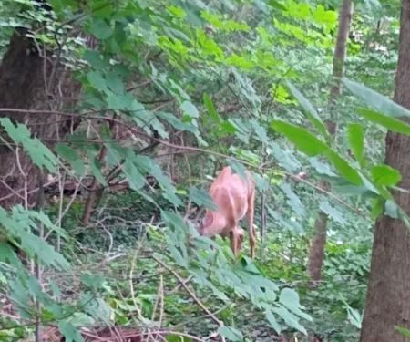 Leatherstocking Trail