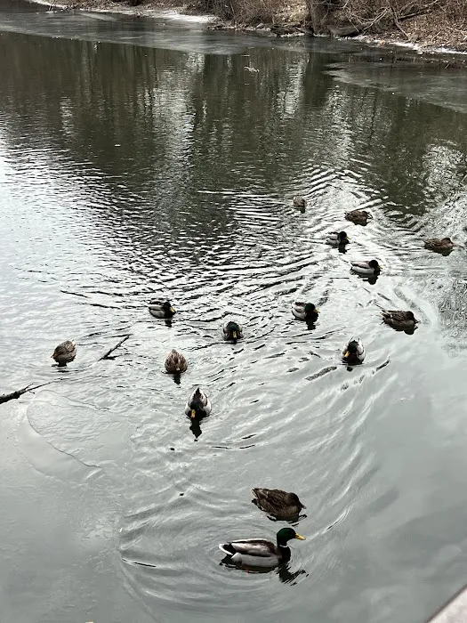 Tuckahoe Duck Pond Picture 7