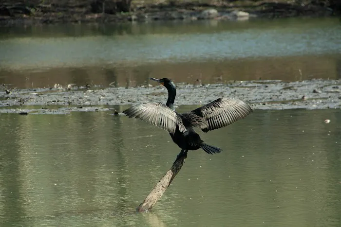Tuckahoe Duck Pond Picture 4