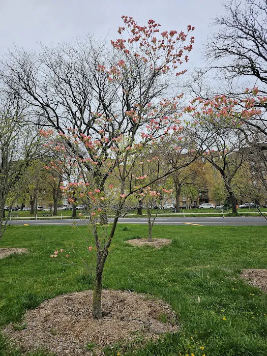 Mosholu Parkway Picture 6