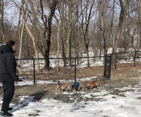 Dog Bone Run
