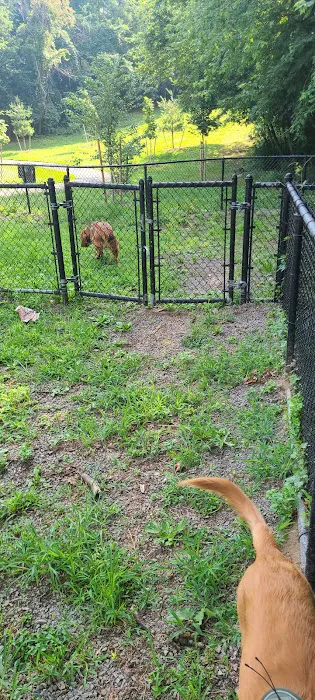 Dog Bone Run Picture 5
