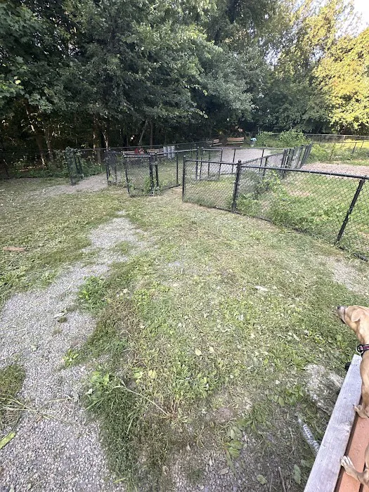 Dog Bone Run Picture 2