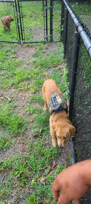 Dog Bone Run Picture 4