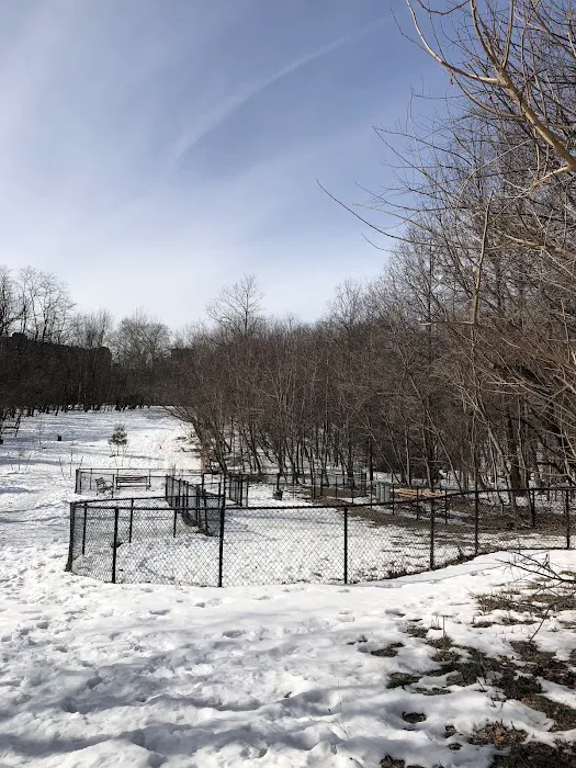 Dog Bone Run Picture 6