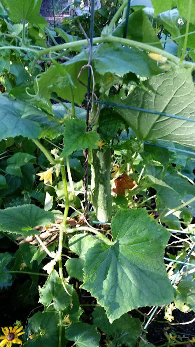Bainbridge Avenue Garden Picture 2