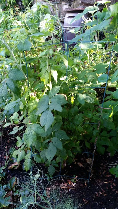 Bainbridge Avenue Garden Picture 7