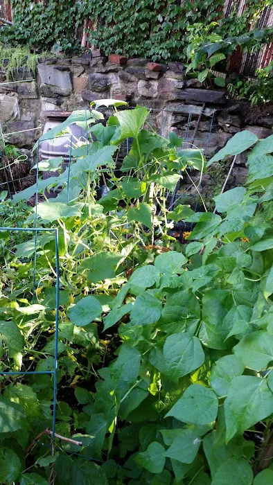 Bainbridge Avenue Garden Picture 8