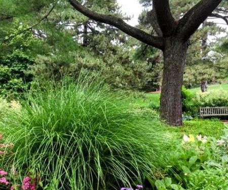 Nancy Bryan Luce Herb Garden, NYBG