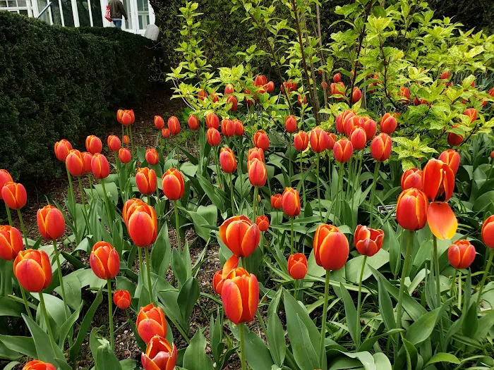 Jane Watson Irwin Perennial Garden, NYBG Picture 8