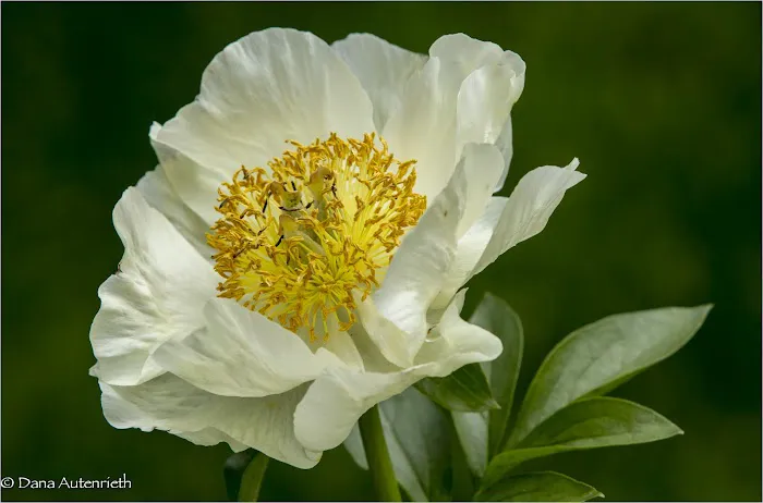 Jane Watson Irwin Perennial Garden, NYBG Picture 9