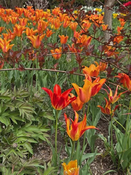 Jane Watson Irwin Perennial Garden, NYBG Picture 6