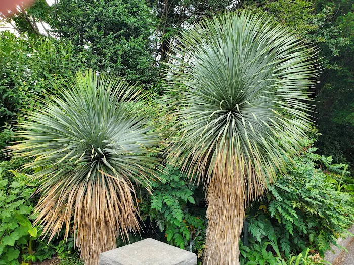 Ladies' Border, NYBG Picture 5