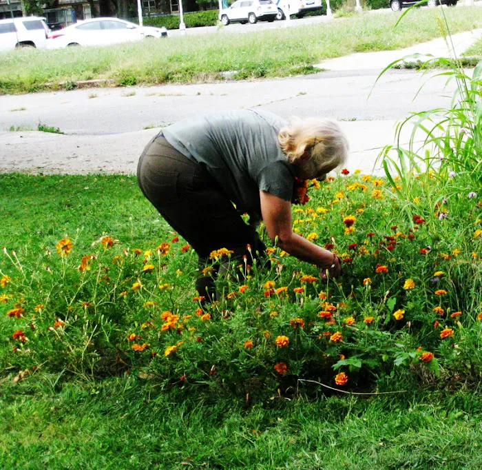 Meg’s Garden Community & Edible Forest Picture 3