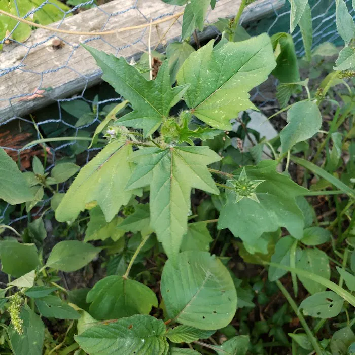 Garden of Happiness Picture 9